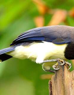 黑胸蓝鸦 / Black-chested Jay / Cyanocorax affinis