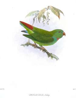 绿短尾鹦鹉 / Pygmy Hanging Parrot / Loriculus exilis