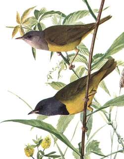 黑胸地莺 / Mourning Warbler / Geothlypis philadelphia
