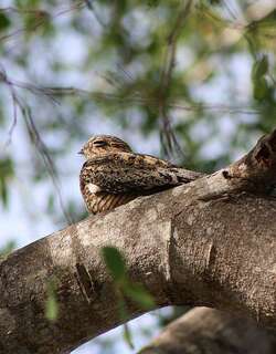 安岛夜鹰 / Antillean Nighthawk / Chordeiles gundlachii