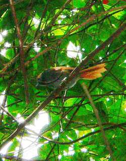 巴西针尾雀 / Bahia Spinetail / Synallaxis cinerea