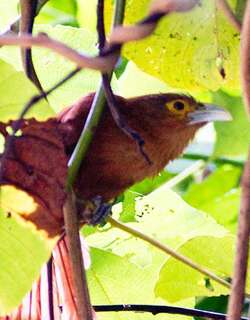 棕鸦鹃 / Rufous Coucal / Centropus unirufus