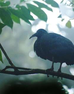 侏橄榄绿鹮 / Sao Tome Ibis / Bostrychia bocagei