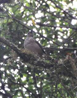 美洲山鸫 / Mountain Thrush / Turdus plebejus