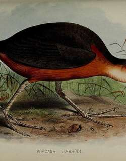 锈胁田鸡 / Rusty-flanked Crake / Laterallus levraudi