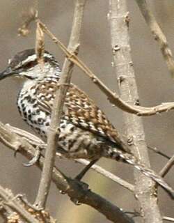 波氏曲嘴鹪鹩 / Boucard’s Wren / Campylorhynchus jocosus