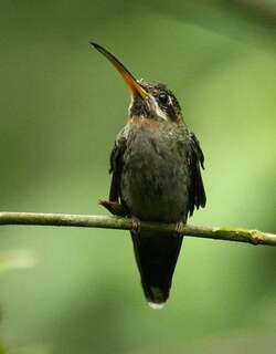 斑尾髭喉蜂鸟 / Band-tailed Barbthroat / Threnetes ruckeri