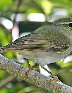 饭岛柳莺 / Ijima’s Leaf Warbler / Phylloscopus ijimae