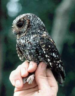 美洲角鸮 / Flammulated Owl / Psiloscops flammeolus