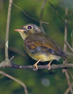 黄褐翅铲嘴雀 / Russet-winged Spadebill / Platyrinchus leucoryphus