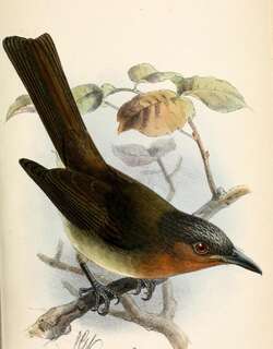 棉岛鹎 / Zamboanga Bulbul / Hypsipetes rufigularis