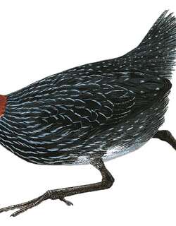 栗头侏秧鸡 / Chestnut-headed Flufftail / Sarothrura lugens