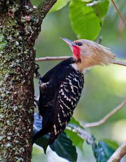 淡黄冠啄木鸟 / Blond-crested Woodpecker / Celeus flavescens
