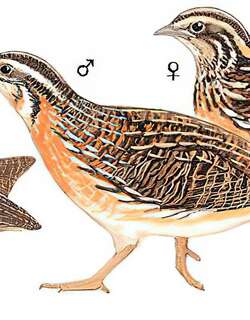 西鹌鹑 / Common Quail / Coturnix coturnix