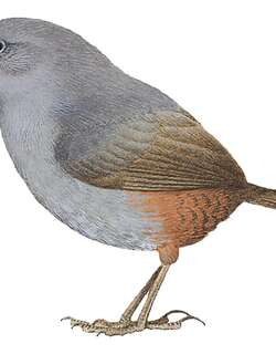 丘斯窜鸟 / Chusquea Tapaculo / Scytalopus parkeri