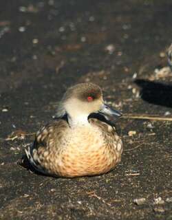 冠鸭 / Crested Duck / Lophonetta specularioides