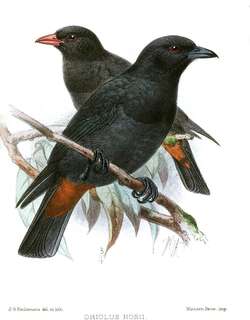 黑鹂 / Black Oriole / Oriolus hosii