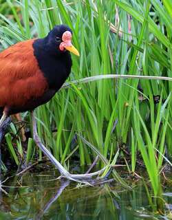 肉垂水雉 / Wattled Jacana / Jacana jacana