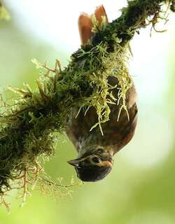 鳞喉拾叶雀 / Scaly-throated Foliage-gleaner / Anabacerthia variegaticeps