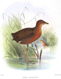 栗头田鸡 / Chestnut-headed Crake / Rufirallus castaneiceps