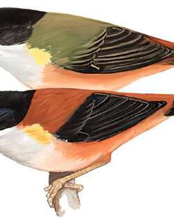 棕腹鵙鹛 / Black-headed Shrike-babbler / Pteruthius rufiventer