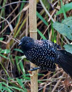 大尾蚁鵙 / Large-tailed Antshrike / Mackenziaena leachii