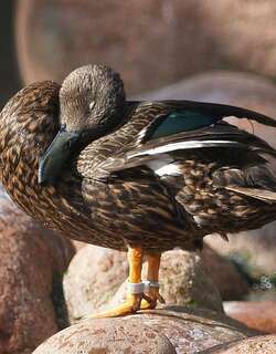 麻斑鸭 / Meller’s Duck / Anas melleri