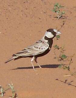 黑顶雀百灵 / Black-crowned Sparrow-Lark / Eremopterix nigriceps