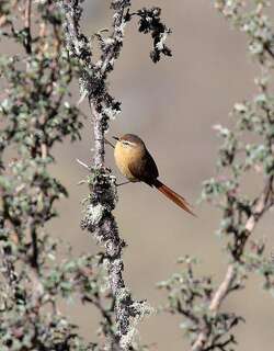 茶色针尾雀 / Tawny Tit-Spinetail / Sylviorthorhynchus yanacensis