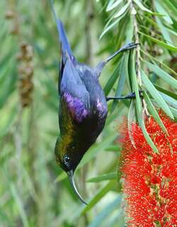 塔卡花蜜鸟 / Tacazze Sunbird / Nectarinia tacazze