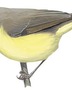 仙噪刺莺 / Biak Gerygone / Gerygone hypoxantha