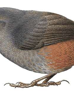褐腰窜鸟 / Brown-rumped Tapaculo / Scytalopus latebricola