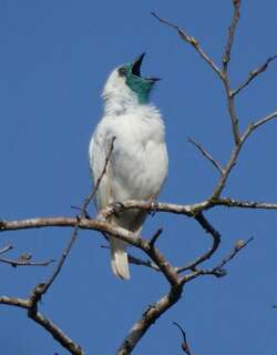 裸喉钟伞鸟 / Bare-throated Bellbird / Procnias nudicollis
