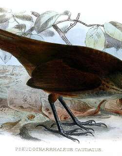长尾短翅莺 / Long-tailed Bush Warbler / Locustella caudata