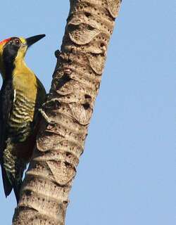 金枕啄木鸟 / Golden-naped Woodpecker / Melanerpes chrysauchen