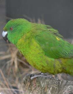 纯绿鹦鹉 / Antipodes Parakeet / Cyanoramphus unicolor