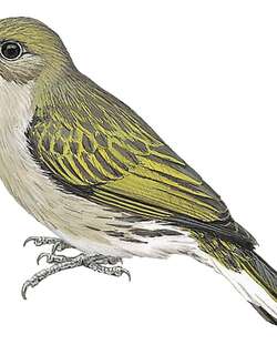 侏响蜜䴕 / Dwarf Honeyguide / Indicator pumilio