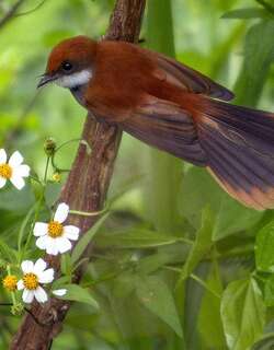 帕劳扇尾鹟 / Palau Fantail / Rhipidura lepida