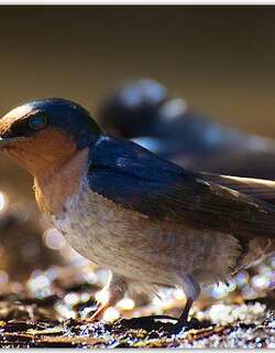 山燕 / Hill Swallow / Hirundo domicola