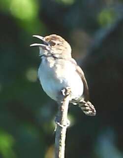 锯嘴鹪鹩 / Tooth-billed Wren / Odontorchilus cinereus