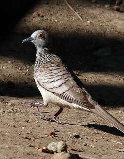 帝汶姬地鸠 / Barred Dove / Geopelia maugeus