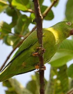 图伊鹦哥 / Tui Parakeet / Brotogeris sanctithomae