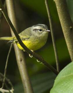 三斑王森莺 / Three-banded Warbler / Basileuterus trifasciatus