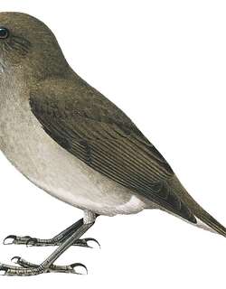 坎皮纳黑嘴鸫 / Campina Thrush / Turdus arthuri