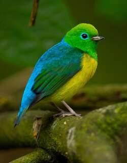 蓝枕绿雀 / Blue-naped Chlorophonia / Chlorophonia cyanea