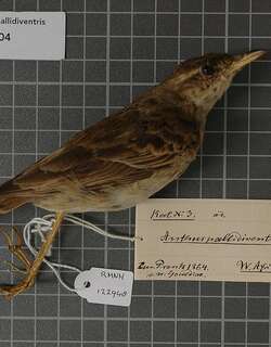 长脚鹨 / Long-legged Pipit / Anthus pallidiventris