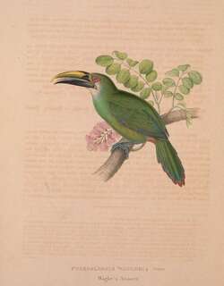 韦氏绿巨嘴鸟 / Wagler’s Toucanet / Aulacorhynchus wagleri