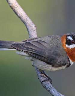 西尖嘴吸蜜鸟 / Western Spinebill / Acanthorhynchus superciliosus