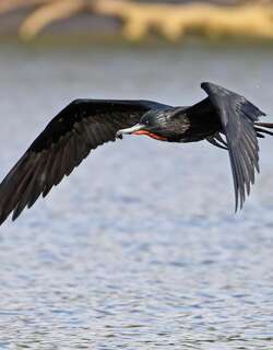 华丽军舰鸟 / Magnificent Frigatebird / Fregata magnificens