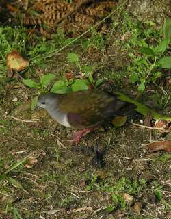 灰喉鸡鸠 / Bronze Ground Dove / Pampusana beccarii